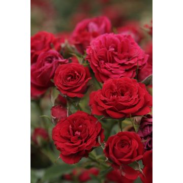 Roseira padrão Global Hit