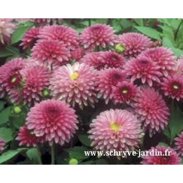 Dália anã Cheeky Glow