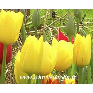 Tulipa Triunfo Golden Melody