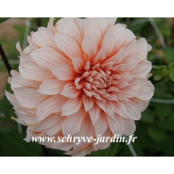 Dália gigante Gordon Hoston