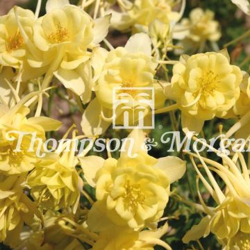 Aquilégia Sunshine em sementes