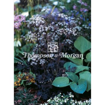 Anthriscus sylvestris Ravenswing em sementes