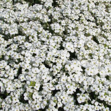 Arabis caucasica Snowball em sementes - Arabis-do-cáucaso