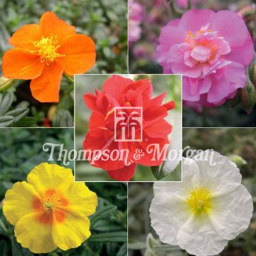 Helianthemum Mix em sementes