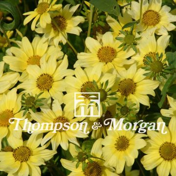 Heliomeris multiflora Sunsplash em sementes