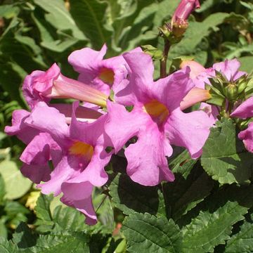 Incarvillea delavayi Deli Rose em sementes