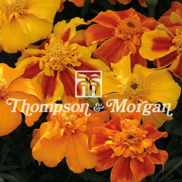 Tagetes patula Sunburst F1 mixed em sementes