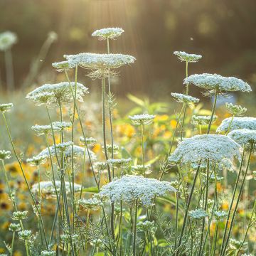 Daucus carota em sementes
