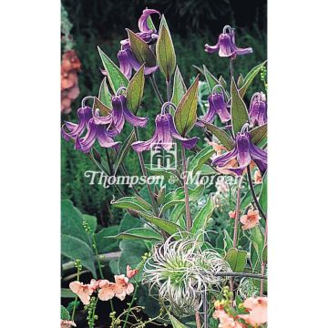 Clematis integrifolia em sementes