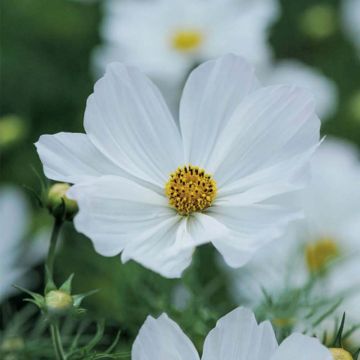 Cosmea Purity em sementes