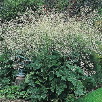 Crambe cordifolia em sementes
