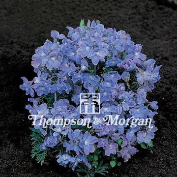 Delphinium grandiflorum Summer Blues em sementes