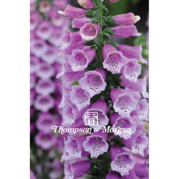 Sementes de Digitalis Dalmatian Purple F2