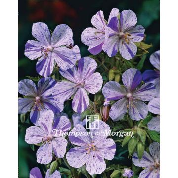 Geranium pratense Splish Splash en sementes