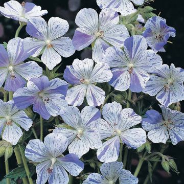 Geranium pratense Striatum