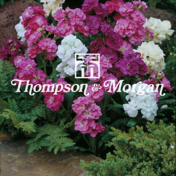 Matthiola incana Hot Cakes Mixed em sementes