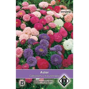 Áster-da-china Surpresso em sementes