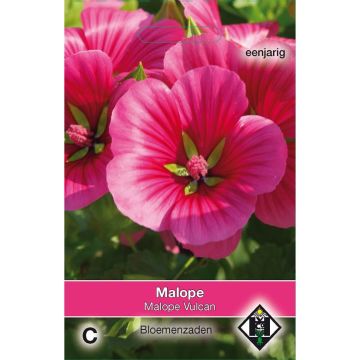 Malope trifida Vulcan em sementes