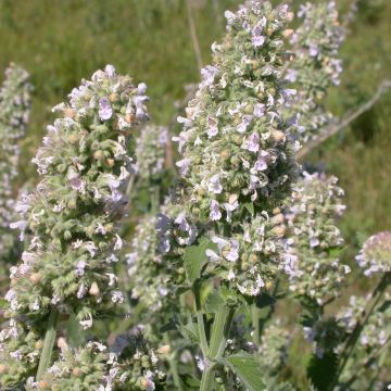 Nepeta cataria em sementes