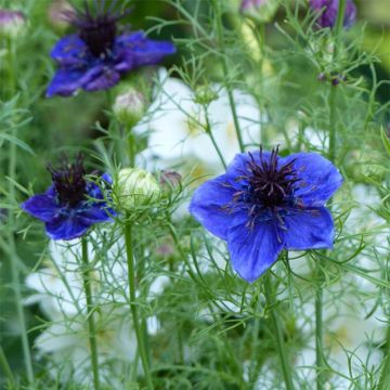 Nigella papillosa Midnight Blue em sementes