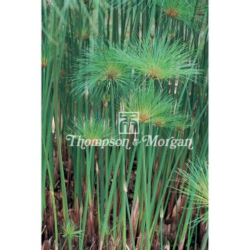 Cyperus papyrus em sementes