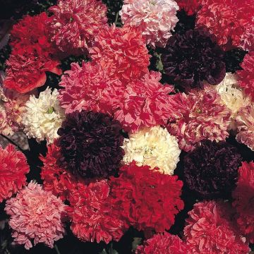 Papaver somniferum var. nigrum Summer Fruits Mix em sementes