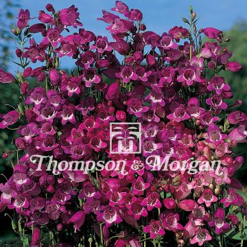 Penstemon Miniature Bells Mixed em sementes