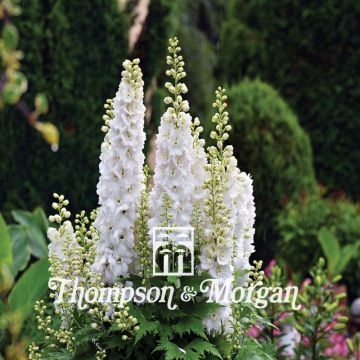 Delphinium consolida Qis White em sementes Thompson & Morgan