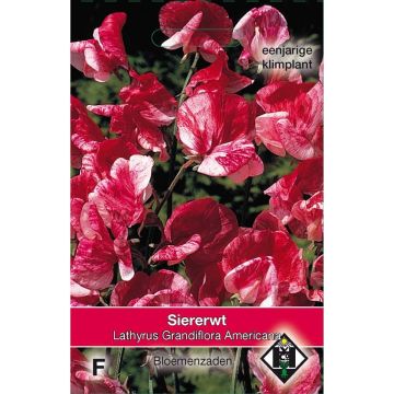 Ervilha de cheiro Americana em sementes