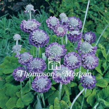 Prímula capitata Noverna Deep Blue em sementes