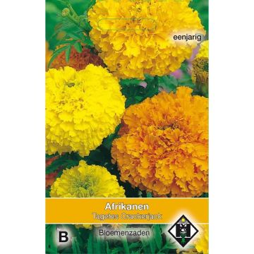 Cravo-túnico Crackerjack em sementes - Tagetes erecta