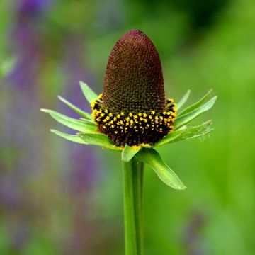 Rudbeckia occidentalis Green Wizard em sementes