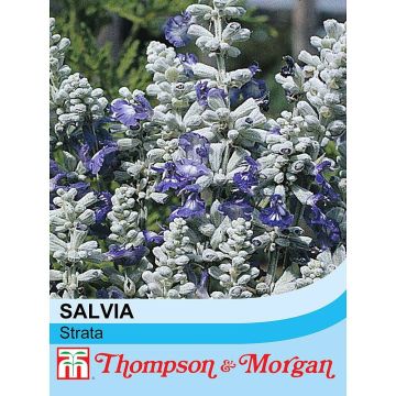 Salvia farinacea Strata em sementes
