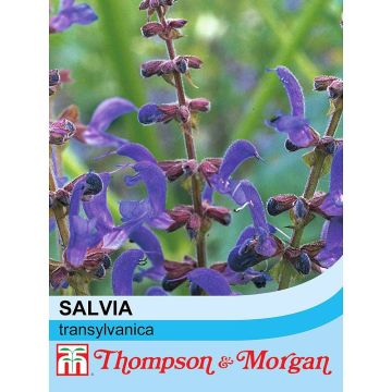 Salvia transylvanica em sementes
