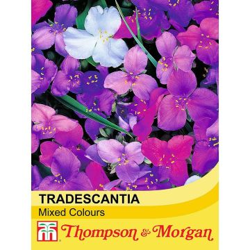 Tradescantia andersoniana Mixed Colours em sementes