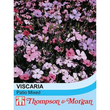 Viscaria oculata Patio Mixed em sementes
