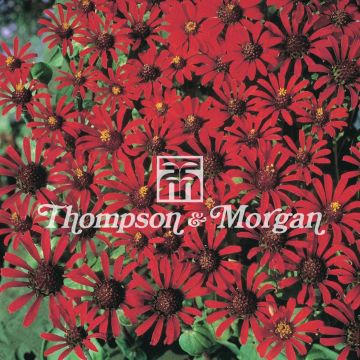 Zínia tenuifolia Red Spider em sementes