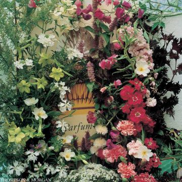 Mistura de sementes perfumadas