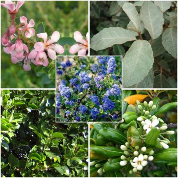 Sebe regional para a Bretanha, Aquitânia litoral e Côte d'Azur em kit de 5m