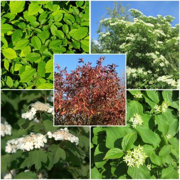 Sebe regional para a Ilha de França, Normandia e Altos da França em kit de 5m Sebe regional para a Ilha de França, Normandia e Altos da França em kit de 5m