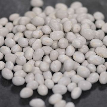 Feijão-trepador Gros Sophie sementes NT Ferme de Sainte Marthe