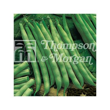 Feijão-verde trepador Fasold