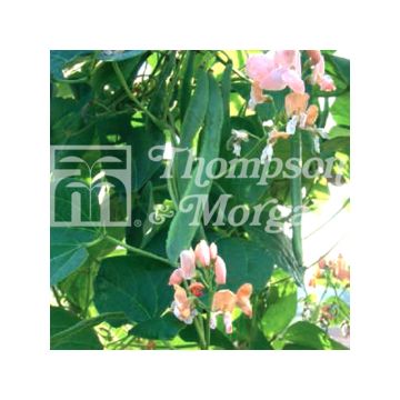 Feijão-de-lima Celebration - Feijão florido