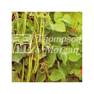 Feijão-de-espanha Enorma - Feijão florido Feijão-de-espanha Enorma - Feijão florido