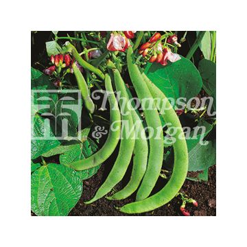 Feijão-da-espanha Hestia anão - Feijão florido