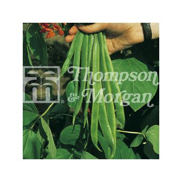 Feijão-da-espanha Red Rum - Feijão florido