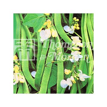 Feijão-da-espanha White Lady - Feijão florido