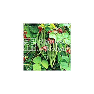 Feijão-da-espanha Wisley Magic - Feijão florido