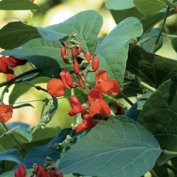 Feijão-escarlate Prijswinner - Feijão florido