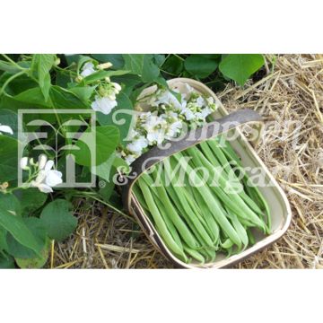 Feijão-da-espanha Moonlight - Feijão florido
